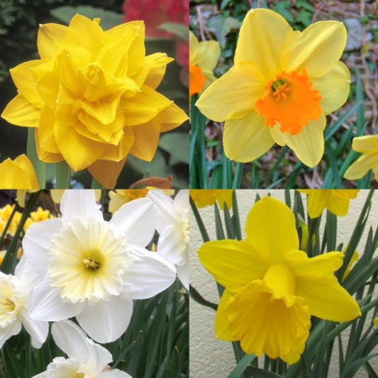 Daffodils and Narcissus
