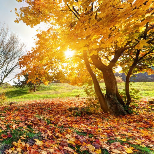 October News Letter