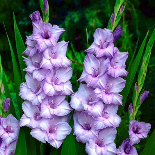 Colourful Gladioli : A Summer Favourite
