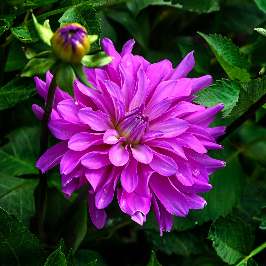 Summer Flowering Stock Now Available !