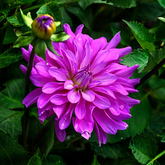 Summer Flowering Stock Now Available !