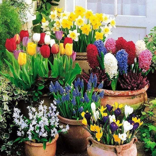 Planting Bulbs By Colour