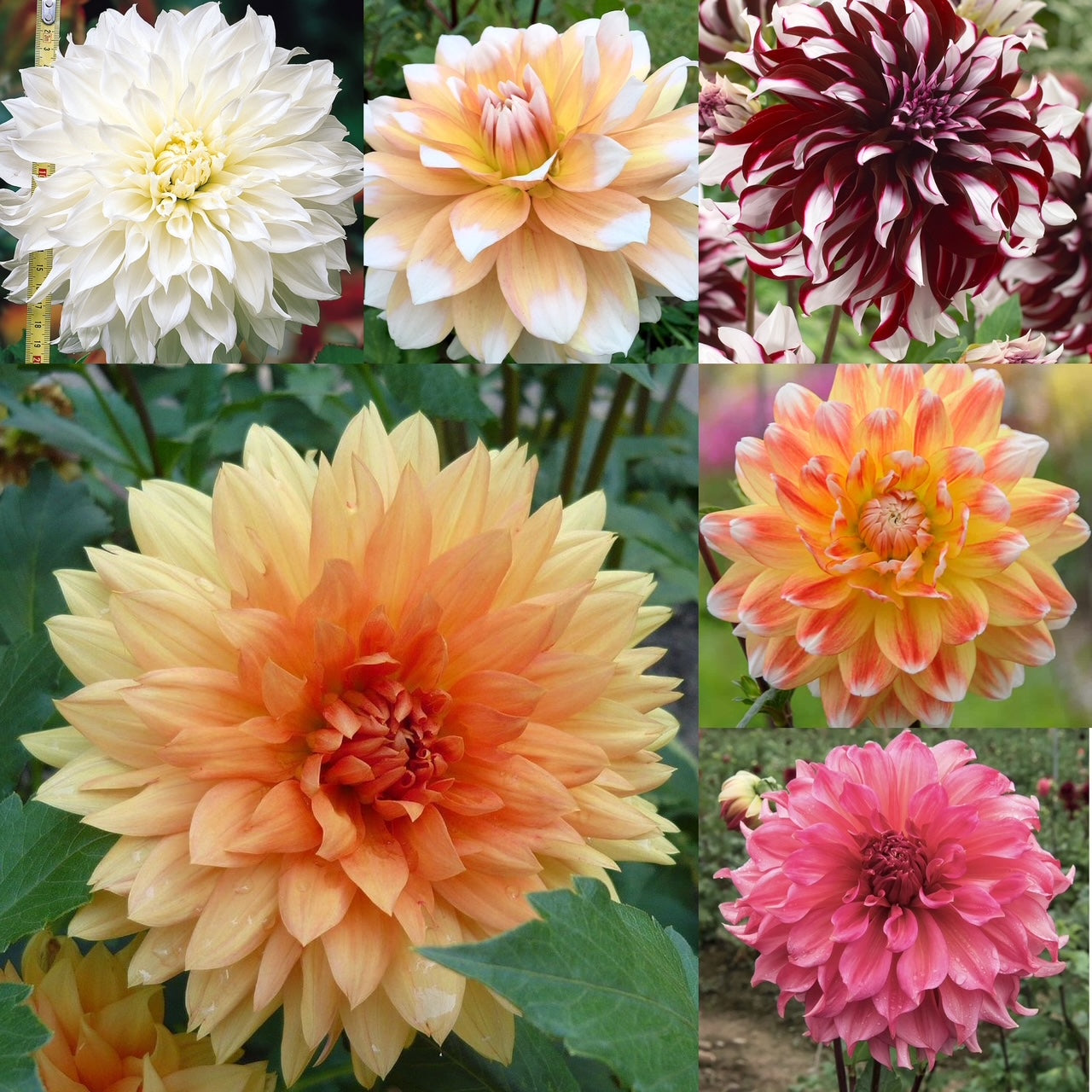 Delightful Dahlias Humphreys Garden