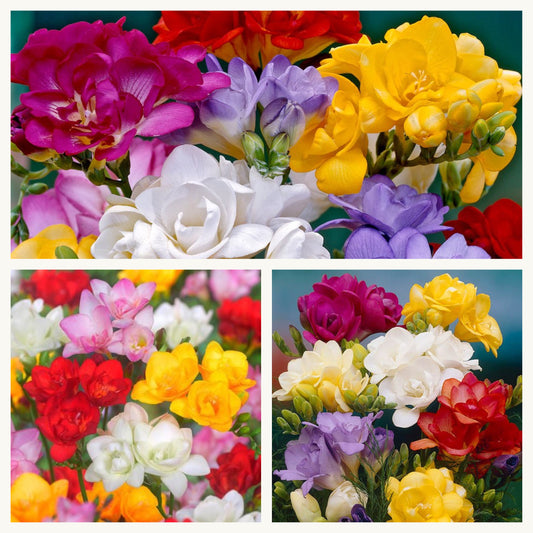 Freesia
