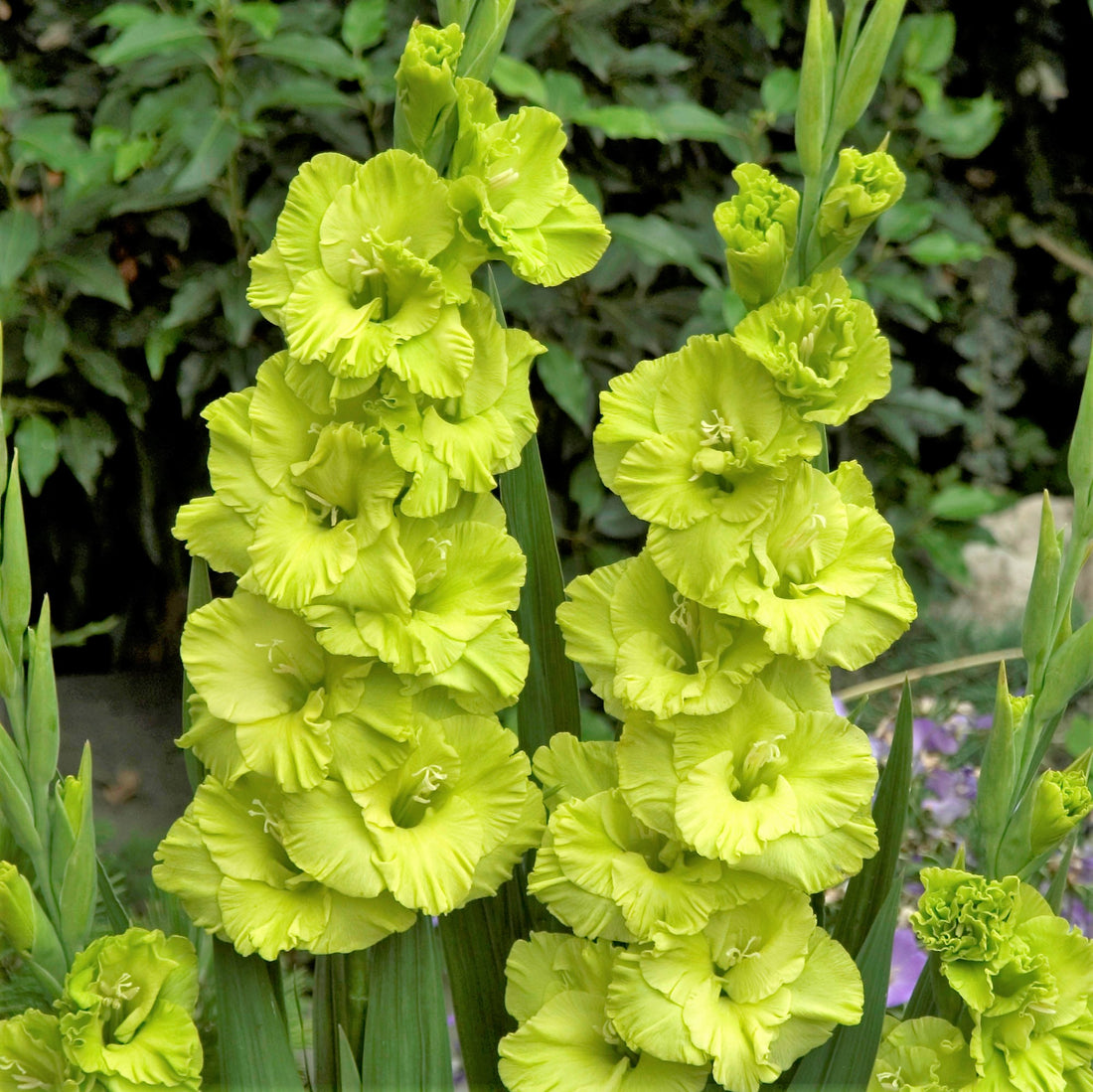 Gladioli
