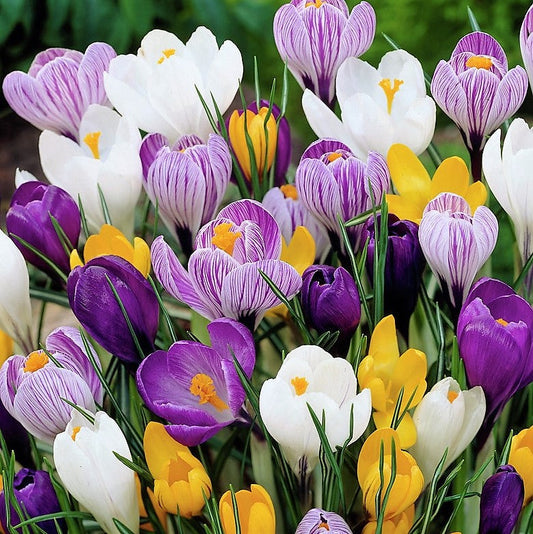 Crocus - Once they flower you know Spring is really here!