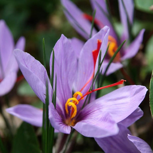 Crocus Sativus, The Saffron Crocus.