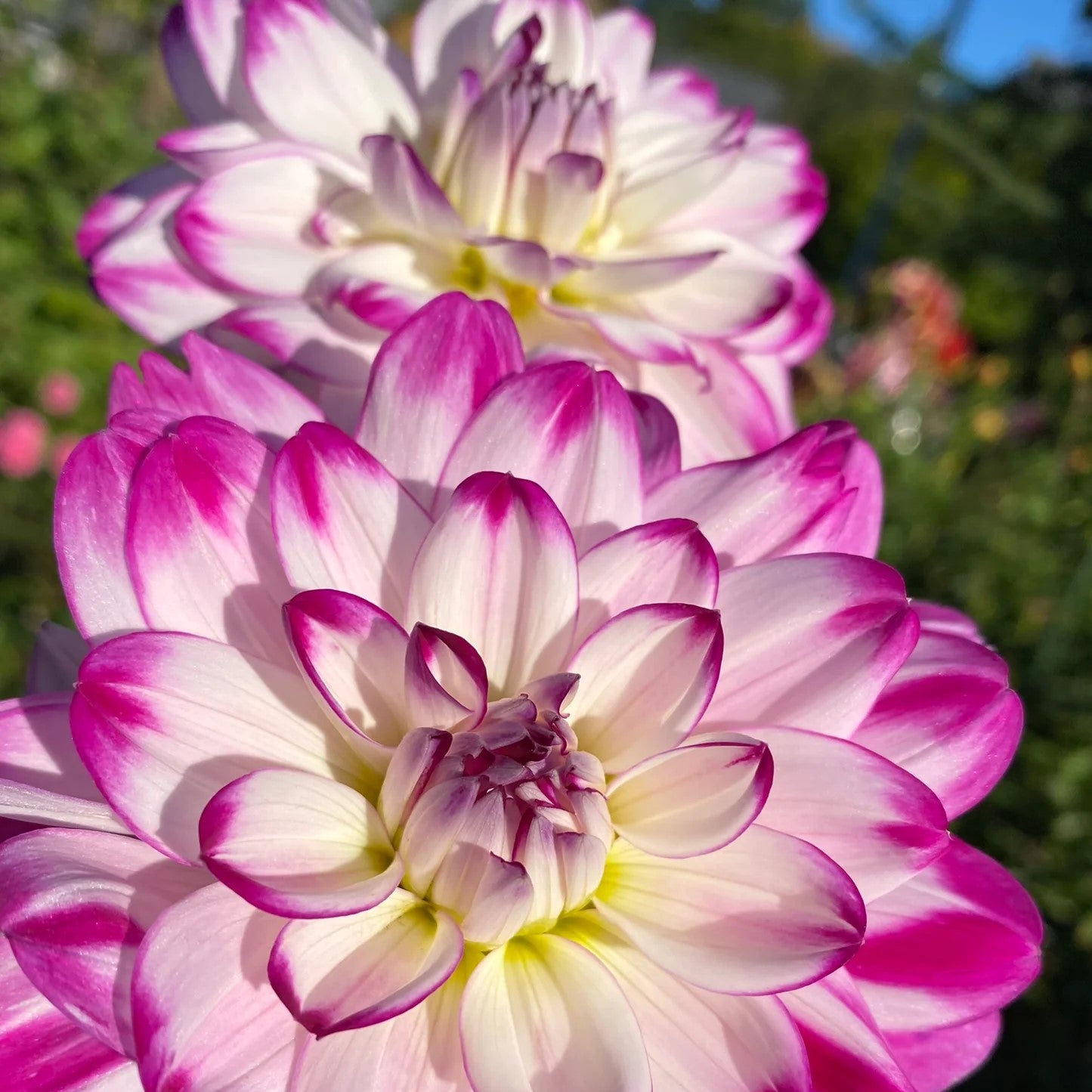 Delightful Dahlias. Humphreys Garden
