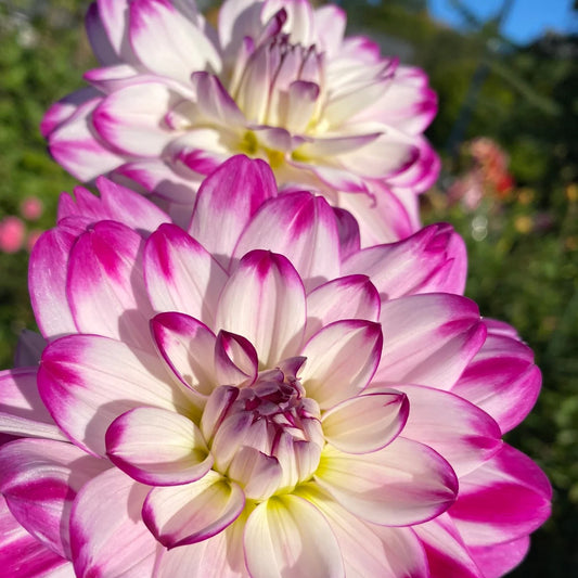 Delightful Dahlias.