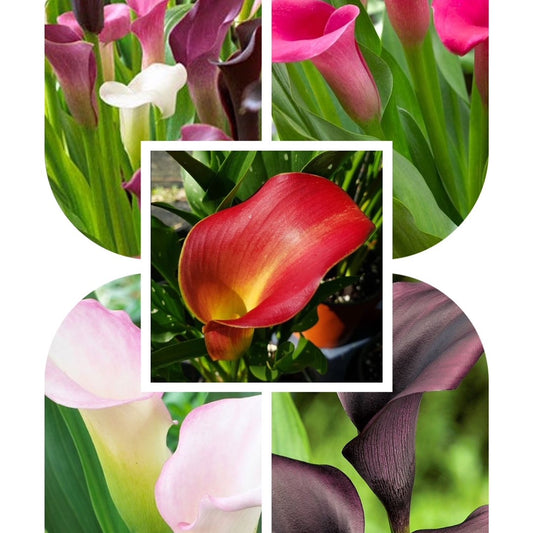 Zantedeschia's ( Calla Lilies )