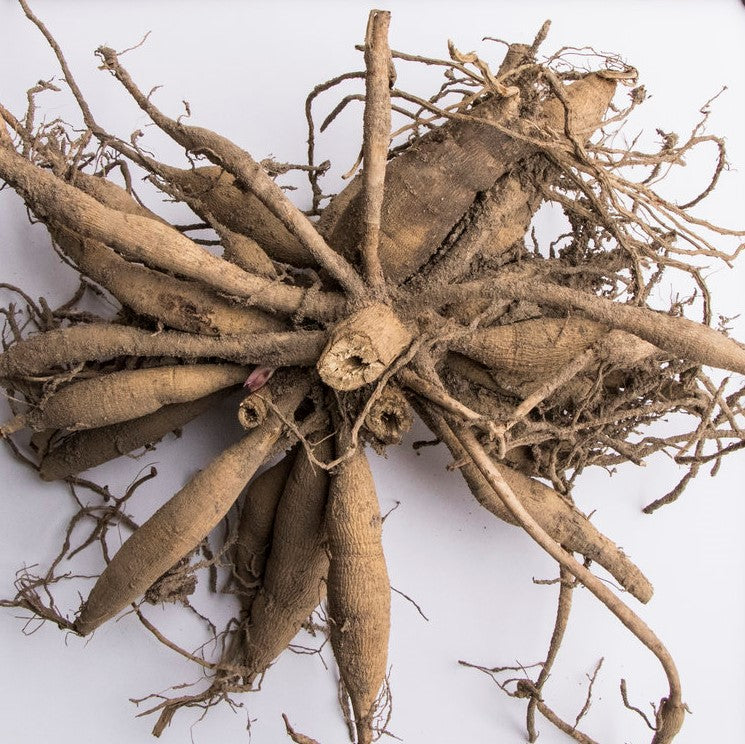 Dahlia Pompom - Little Robert