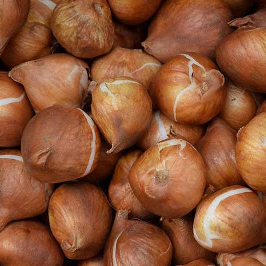 Tulip - Blushing Apeldoorn