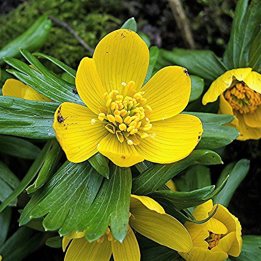 Winter Aconite - Eranthis Hyemalis