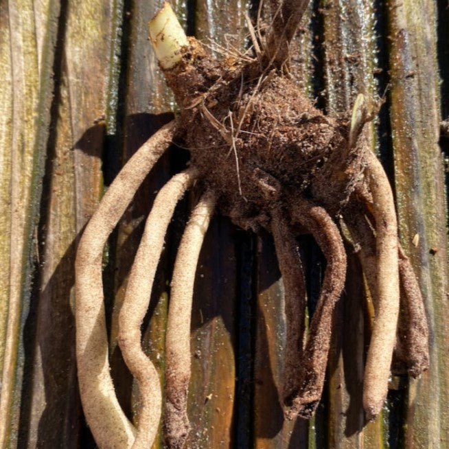 Agapanthus - White ( Bare Root )