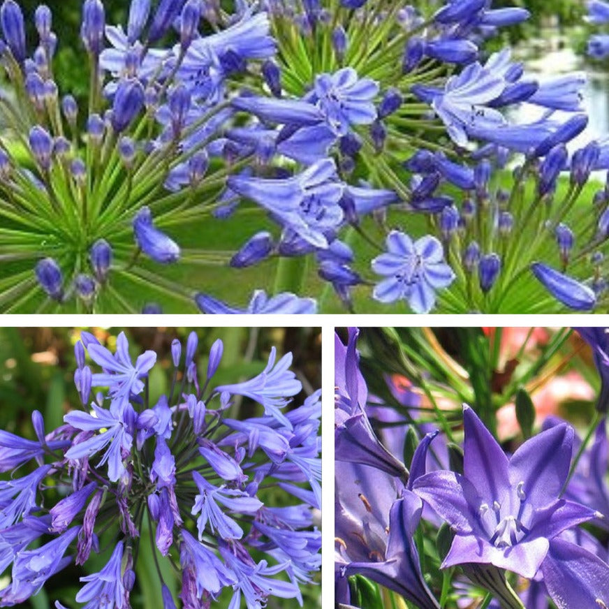 Agapanthus - Blue ( Bare Roots )