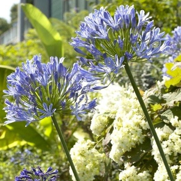 Agapanthus - Blue & White Mix ( Bare Roots )