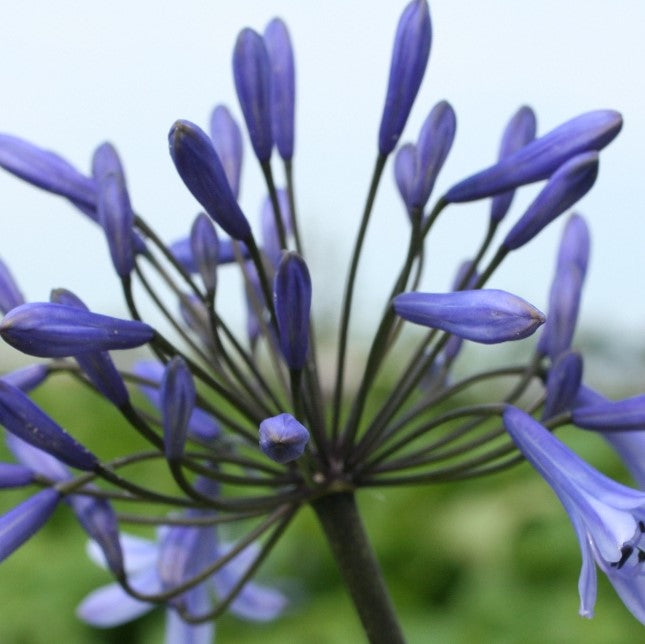 Agapanthus - Blue ( Bare Roots )