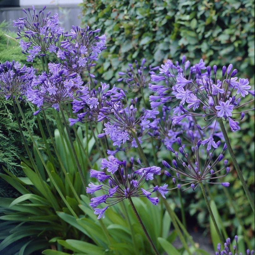 Agapanthus - Blue & White Mix ( Bare Roots )