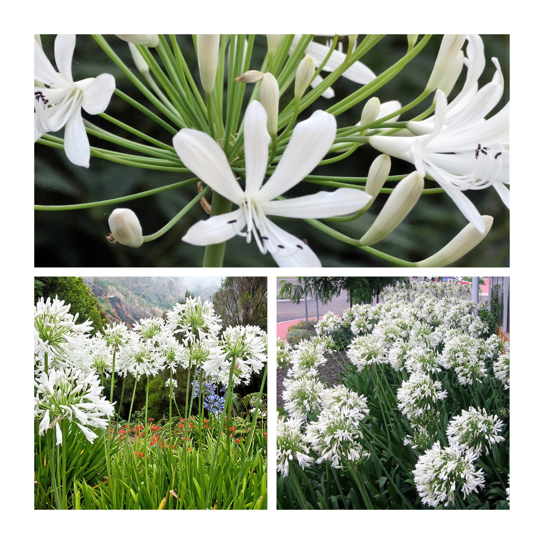 Agapanthus - White ( Bare Root )