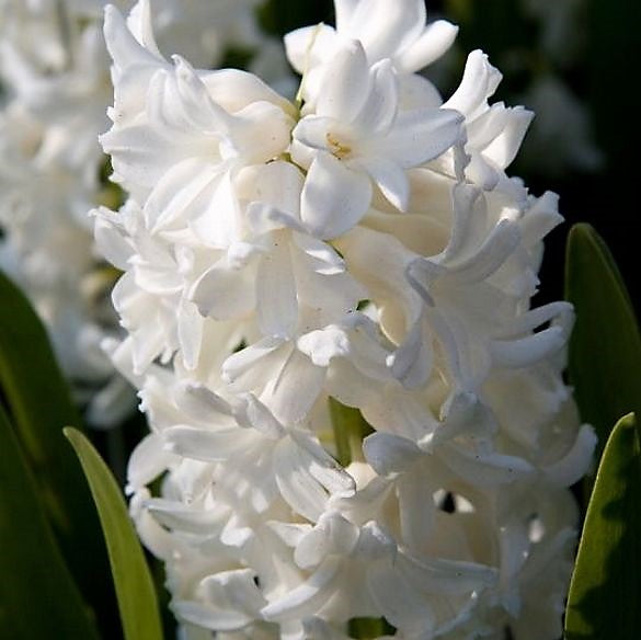 Hyacinth - Aiolos