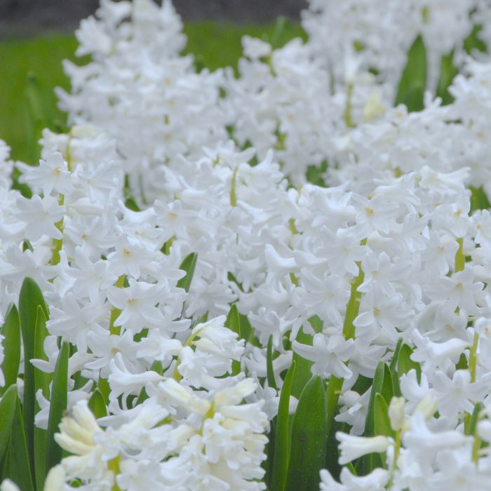 Hyacinth - Aiolos