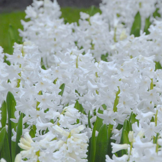 Hyacinth - Aiolos