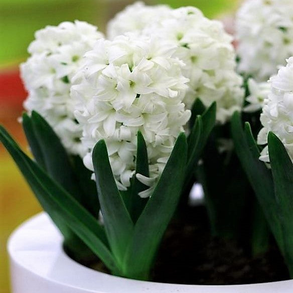 Hyacinth - Aiolos