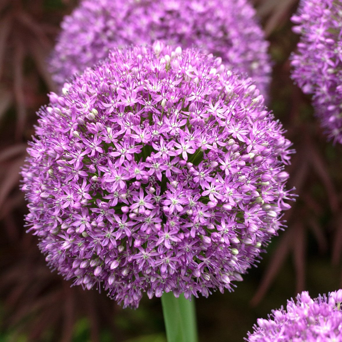 Allium - Ambassador