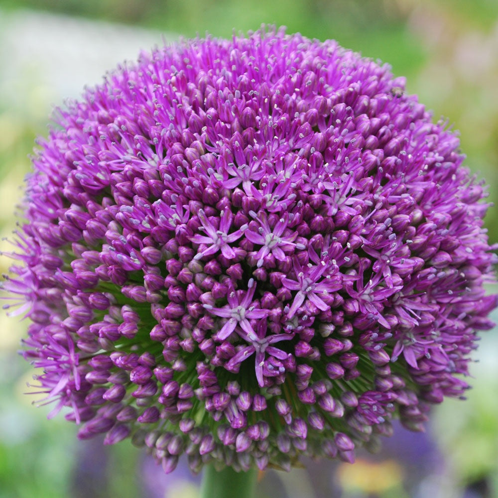 Allium - Ambassador