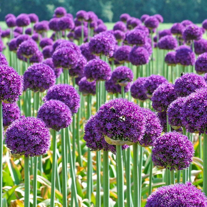 Allium - Ambassador