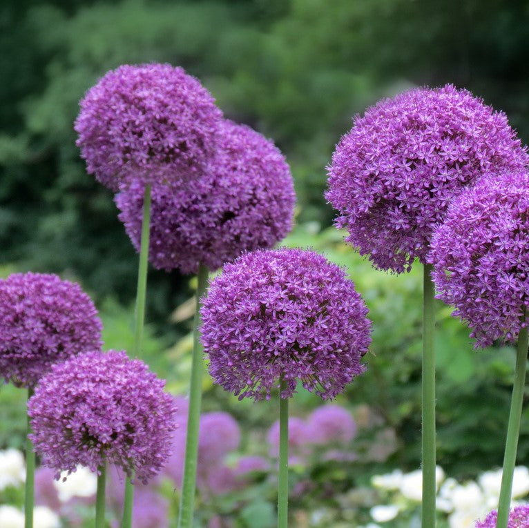 Allium - Ambassador