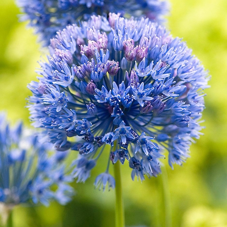 Allium - Caeruleum Azureum