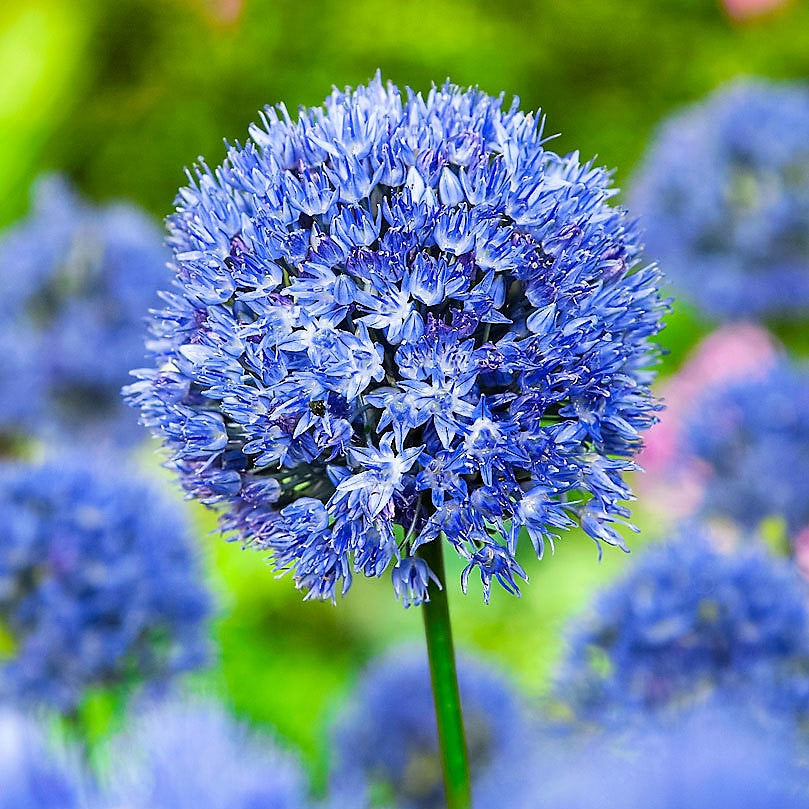 Allium - Caeruleum Azureum