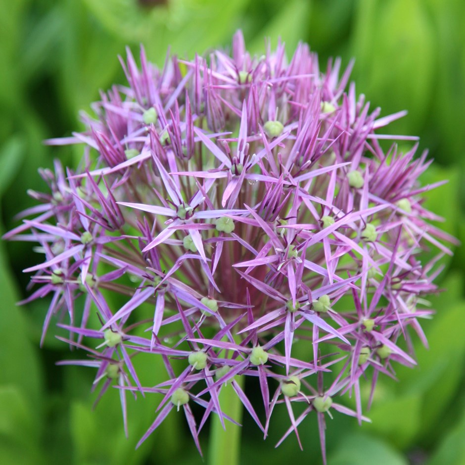 Allium - Cristophii