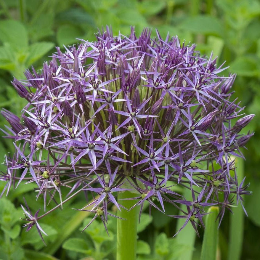 Allium - Cristophii