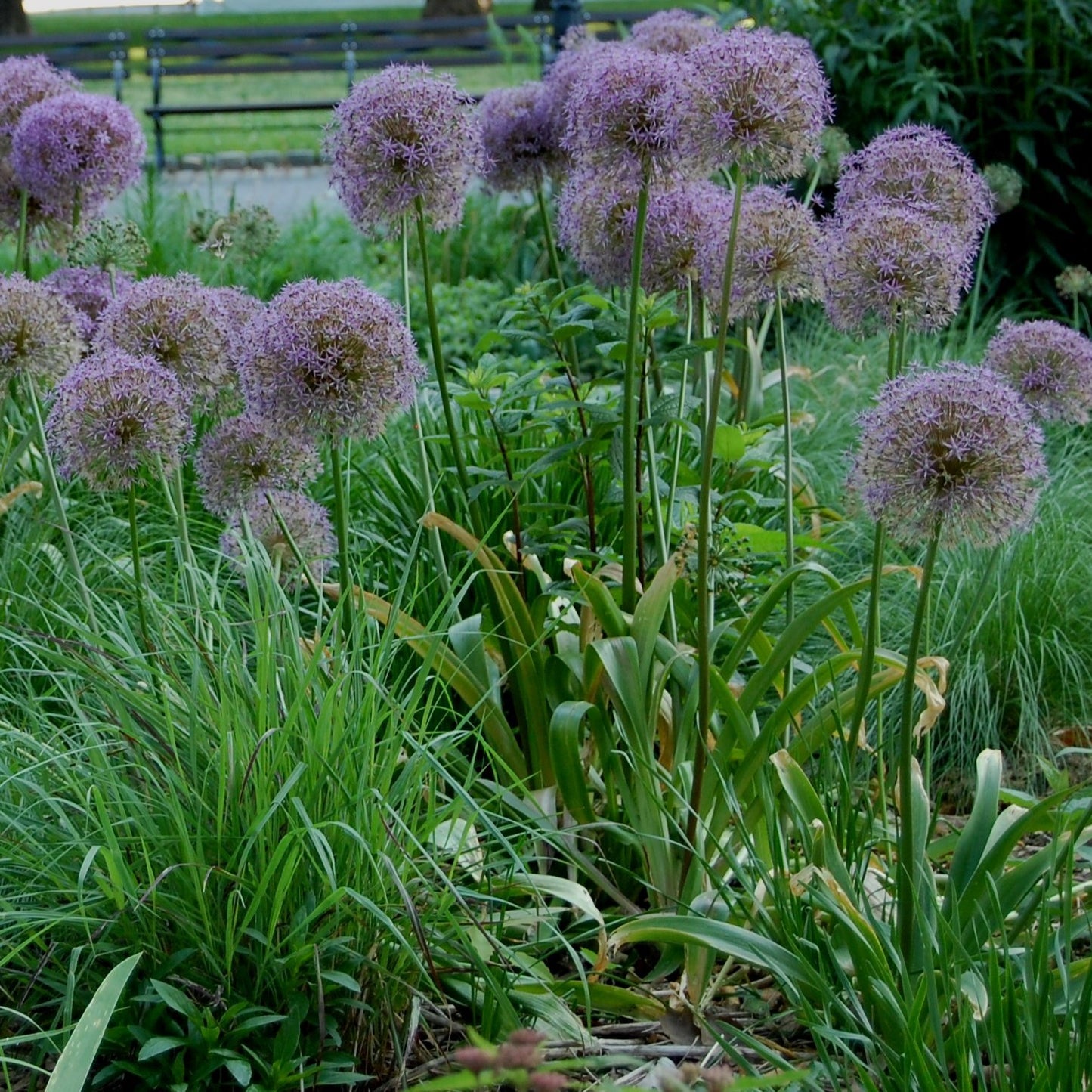 Allium - Cristophii