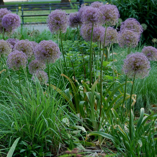 Allium - Christophii