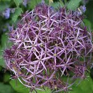 Allium - Cristophii