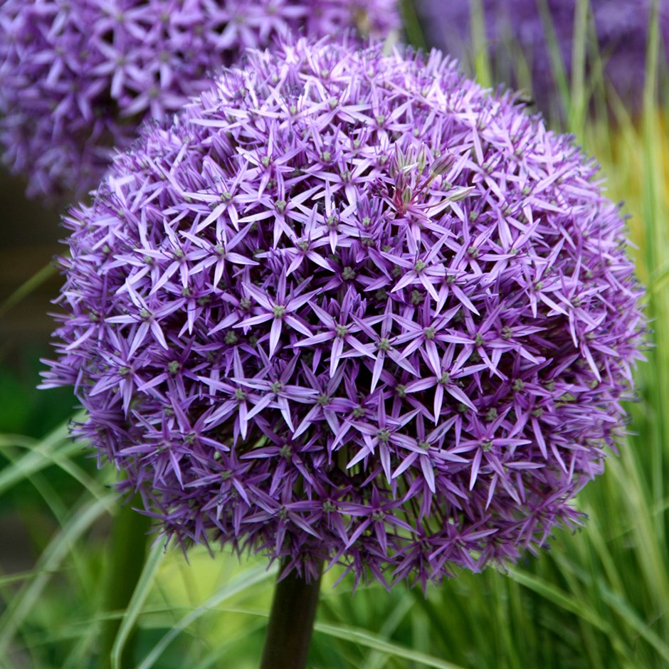 Allium - Globemaster