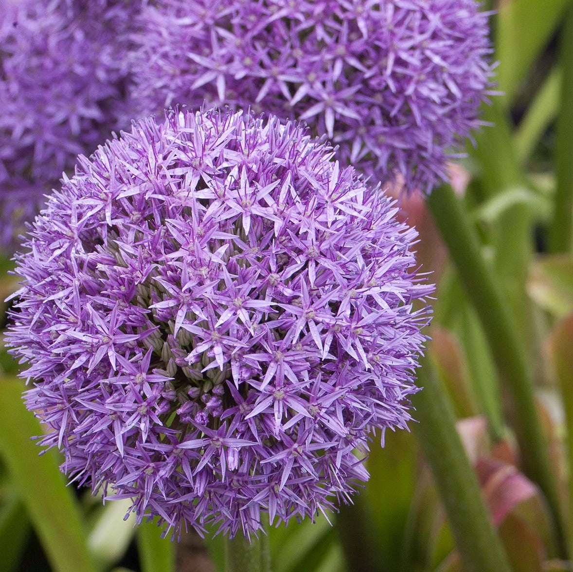 Allium - Globemaster