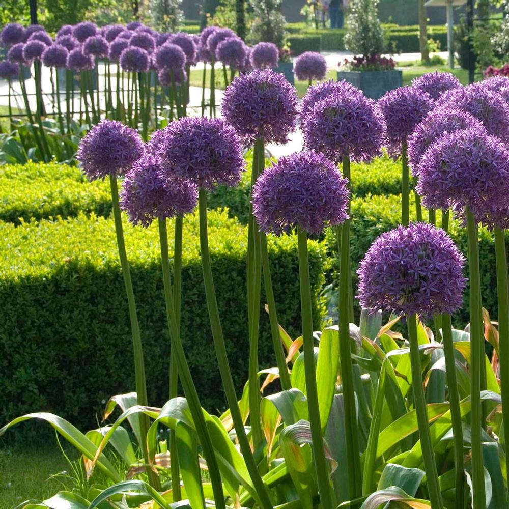 Allium - Globemaster