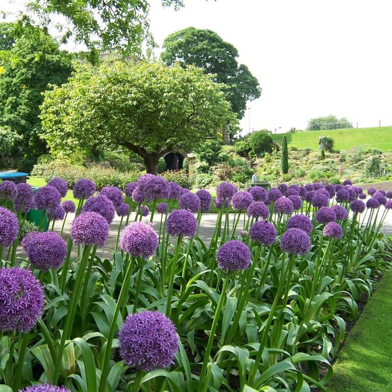 Allium - Globemaster