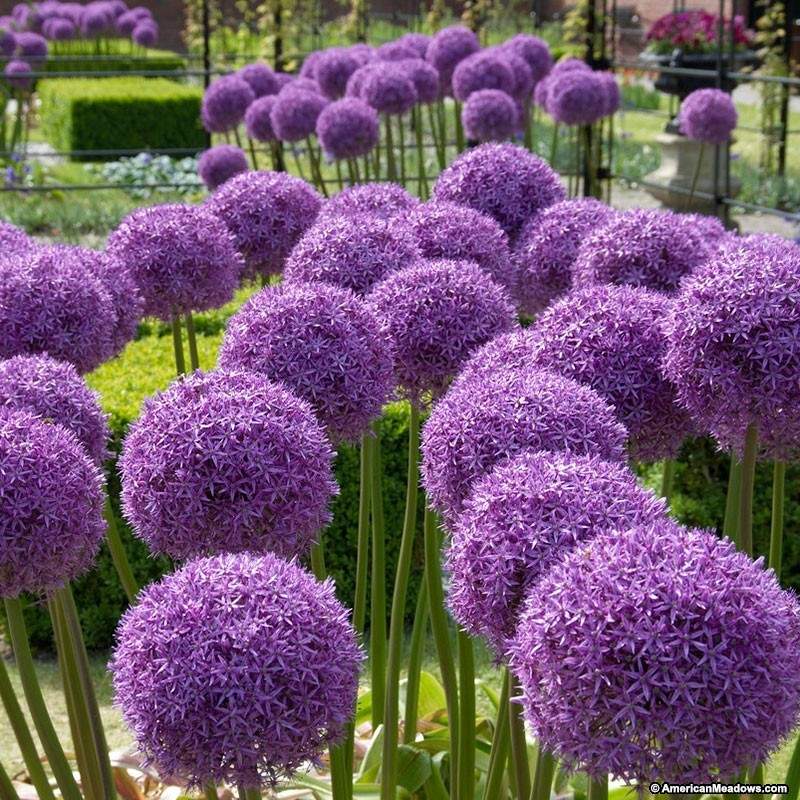 Allium - Globemaster