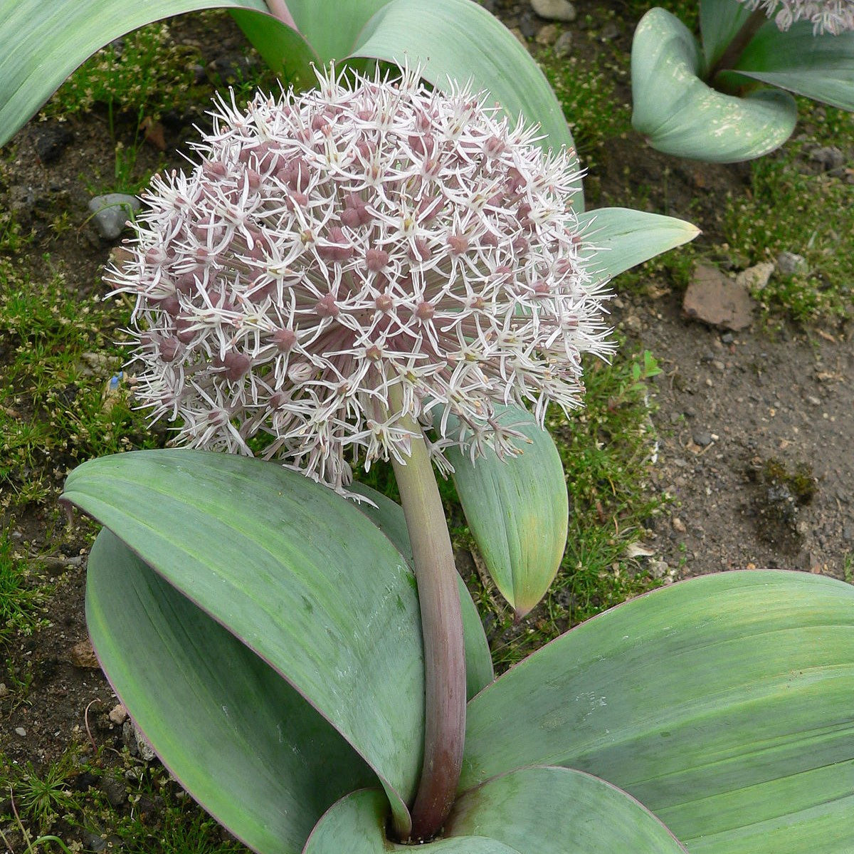 Allium - Karataviense.