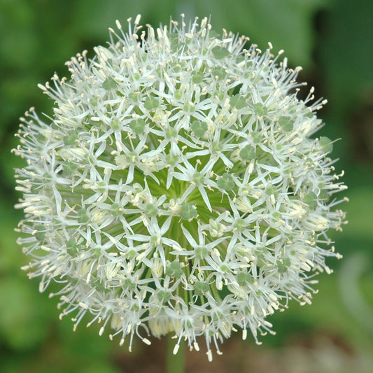 Allium - Mount Everest