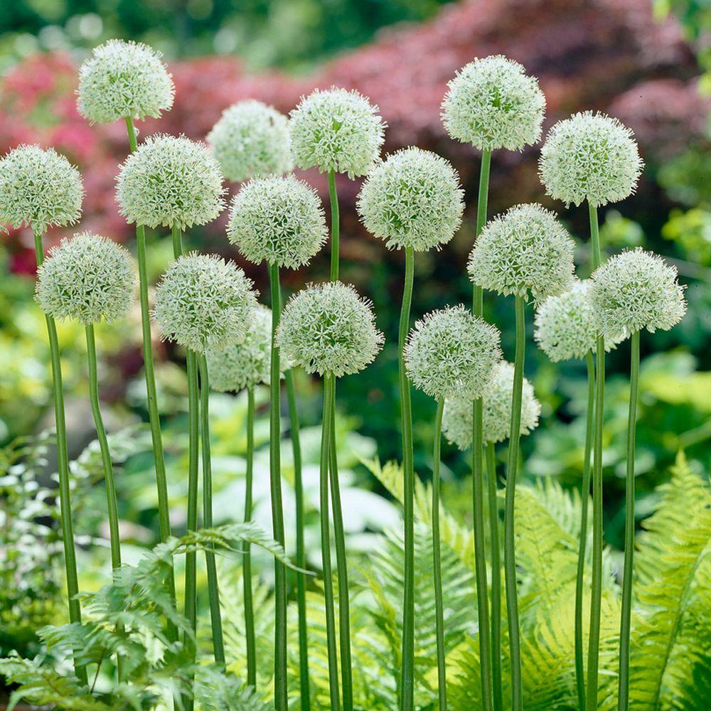 Allium - Mount Everest