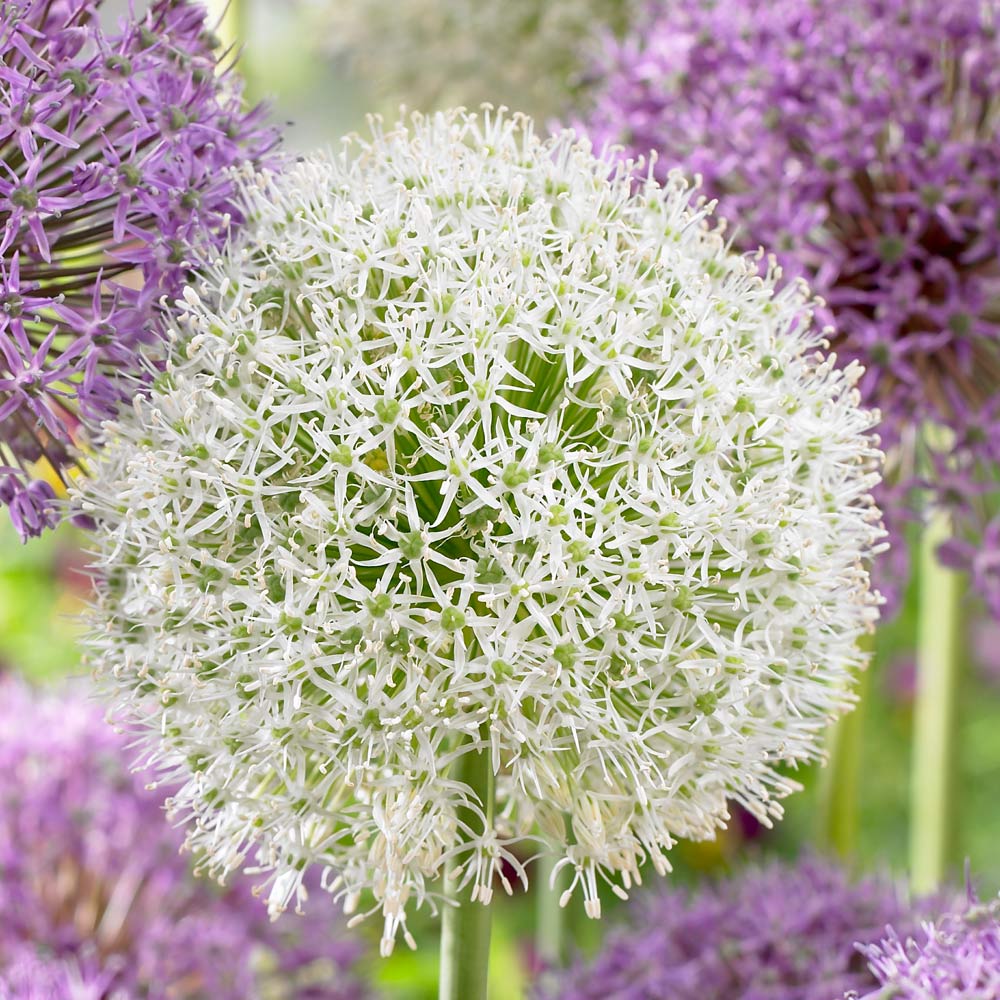 Allium - Mount Everest