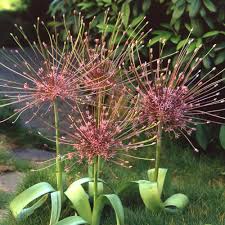 Allium - Schubertii