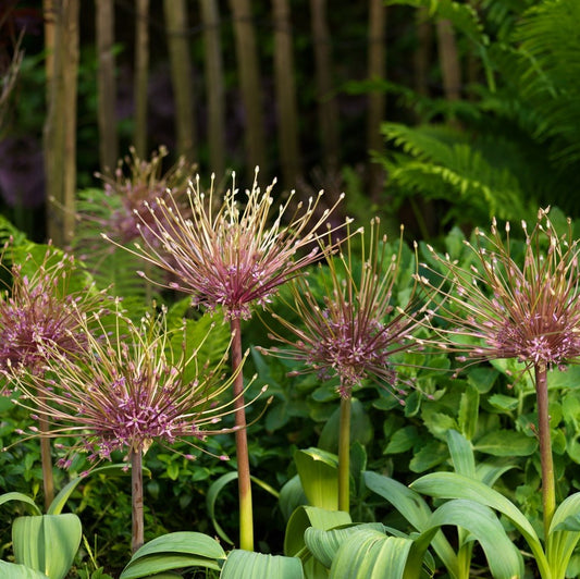 Allium - Schubertii