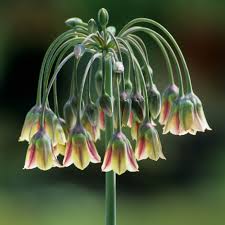 Allium - Siculum Nectaroscordum